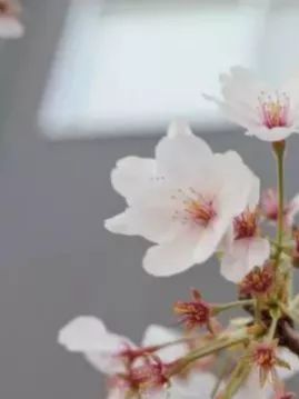 九州福冈樱花,九州樱花季旅游