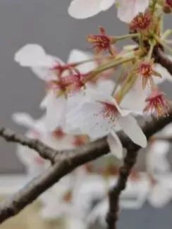 九州福冈樱花,九州樱花季旅游