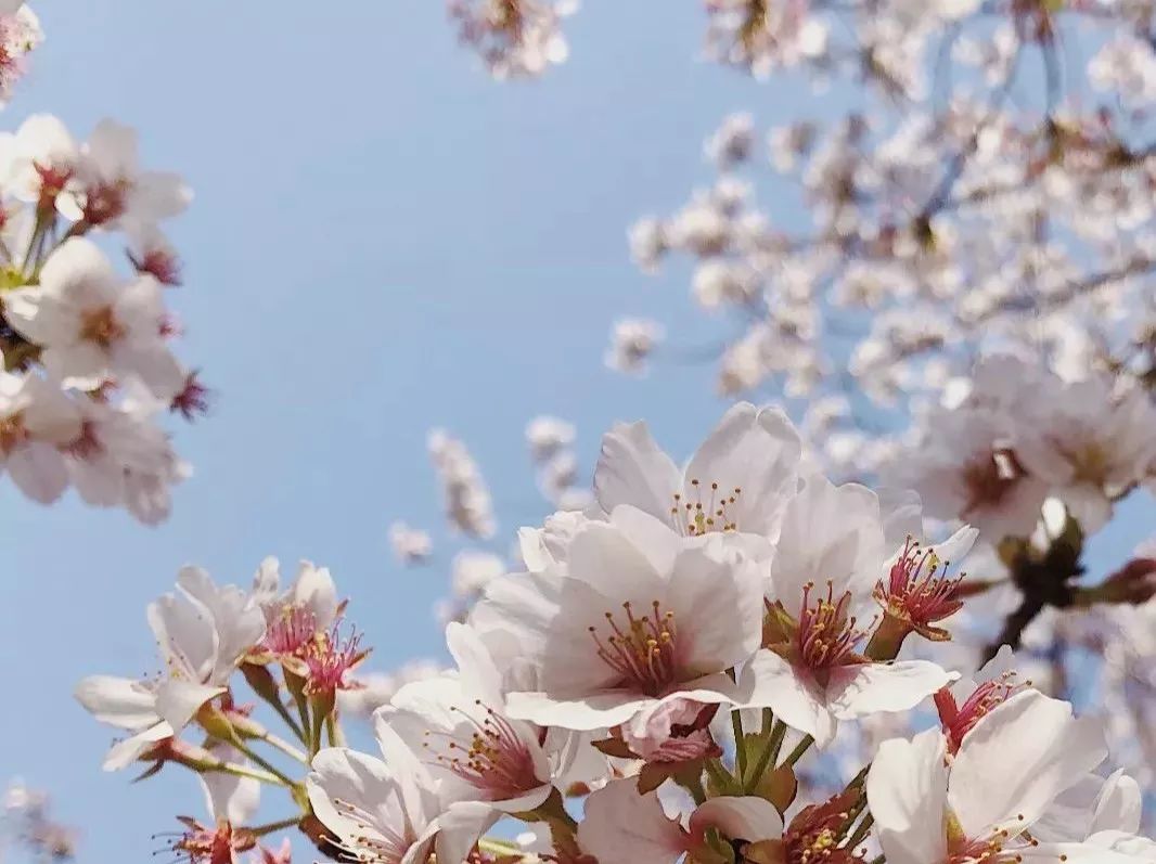 九州福冈樱花,九州樱花季旅游