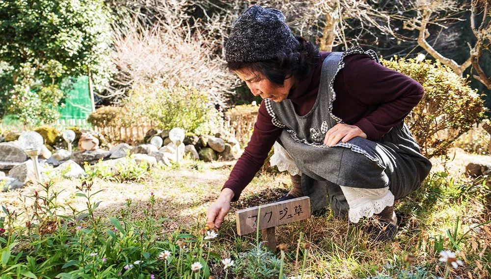 九州福冈樱花,九州樱花季旅游