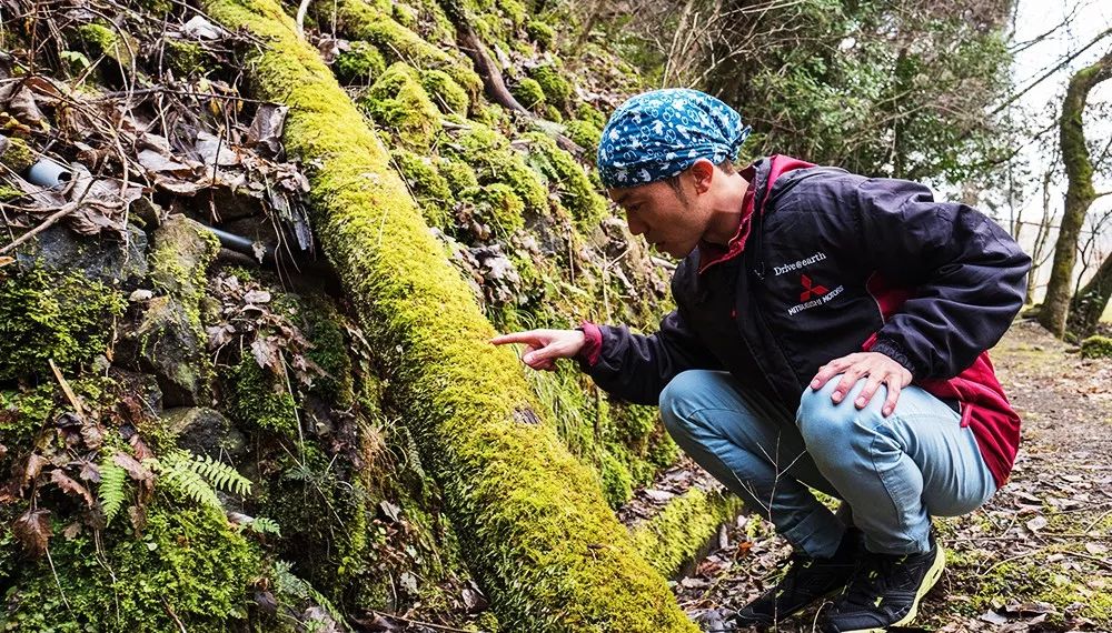 九州福冈樱花,九州樱花季旅游