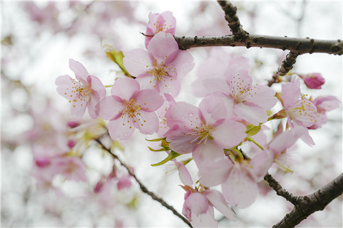 每一朵花开都是春天的诗句,当花遇上诗词每一朵花开都是春天