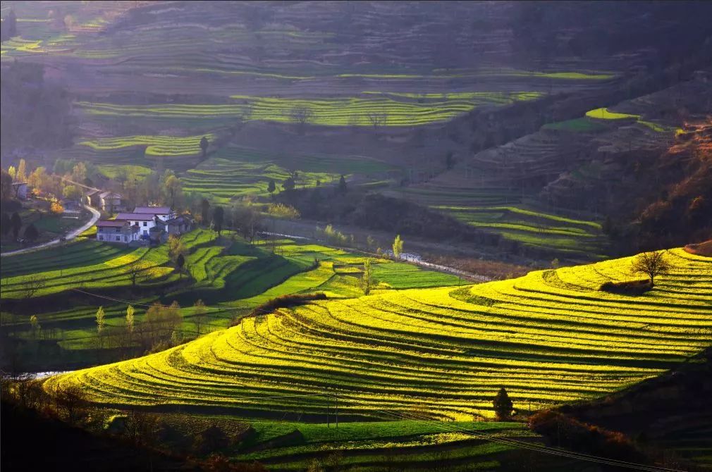 汉中最美油菜花节开幕,汉中油菜花节开幕式视频2020