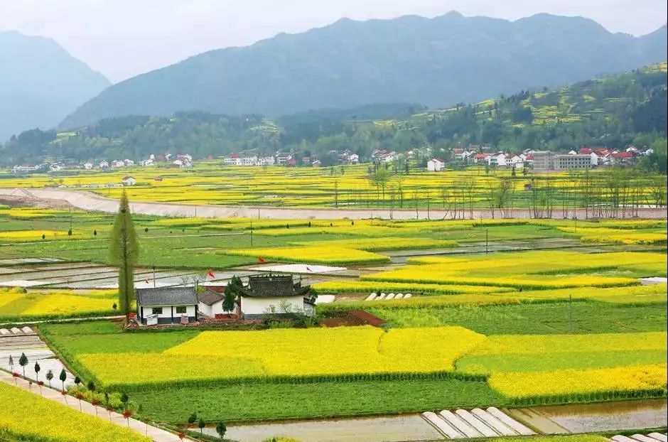 汉中最美油菜花节开幕,汉中油菜花节开幕式视频2020