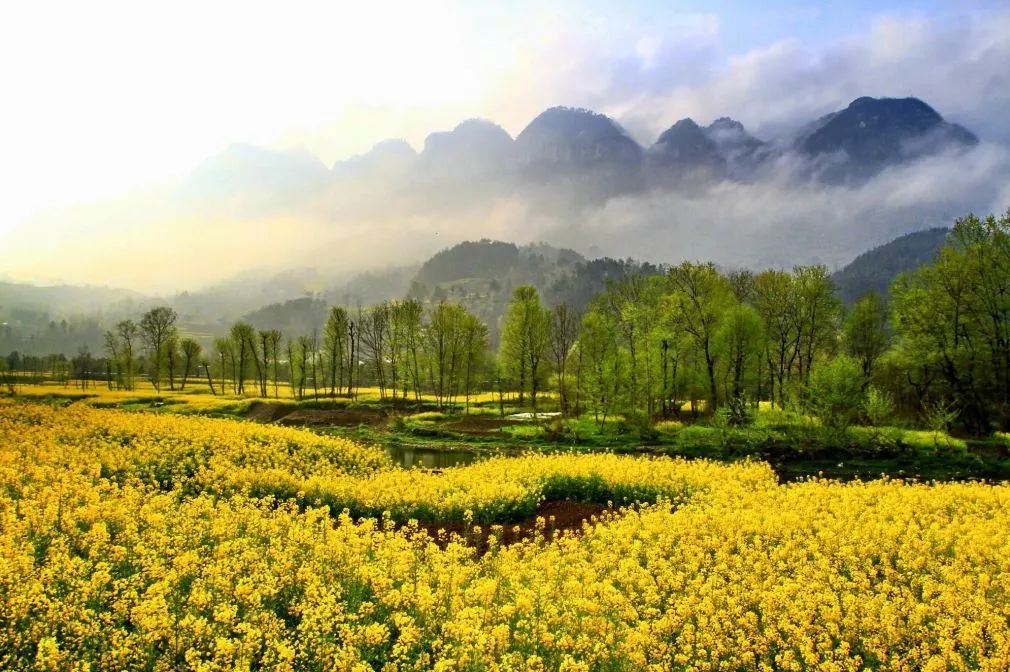 汉中最美油菜花节开幕,汉中油菜花节开幕式视频2020