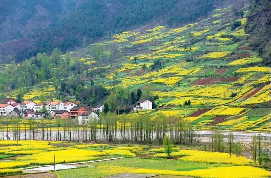 汉中最美油菜花节开幕,汉中油菜花节开幕式视频2020