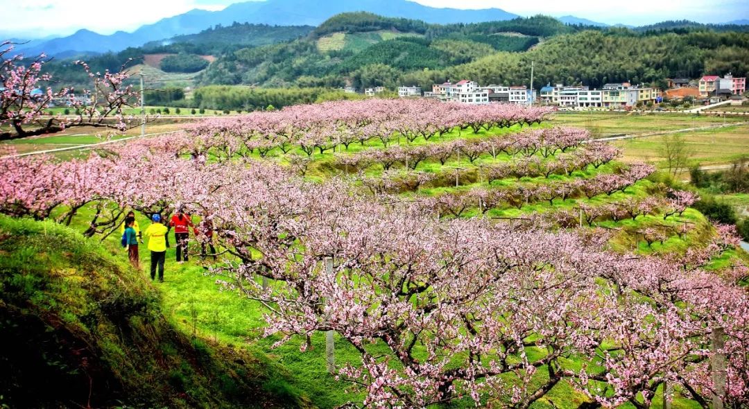 都挺好全网爆火,都挺好全网搜