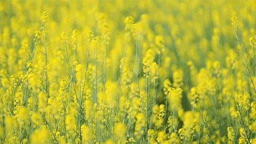 家乡的油菜花完整版,家乡的油菜花开了