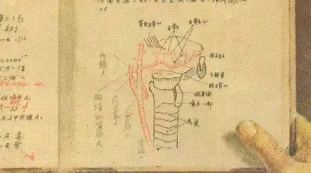 藤野先生和鲁迅先生的四件事,藤野先生唤醒鲁迅做出人生抉择