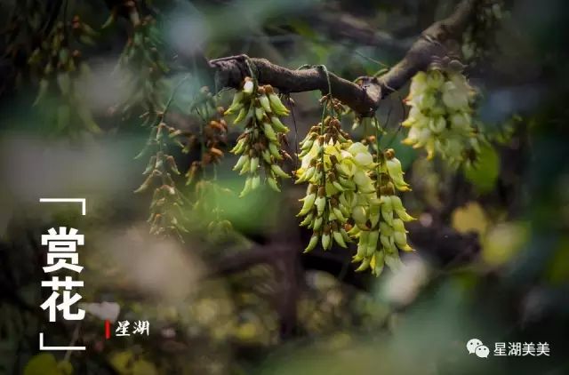 七星岩禾仙岛黄花铃木,七星岩黄花风铃四季变化