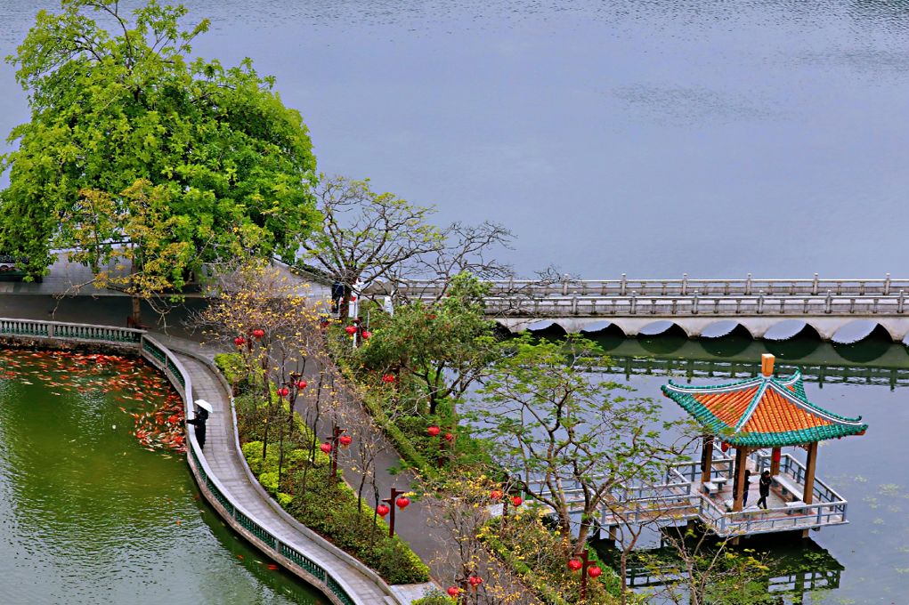七星岩禾仙岛黄花铃木,七星岩黄花风铃四季变化