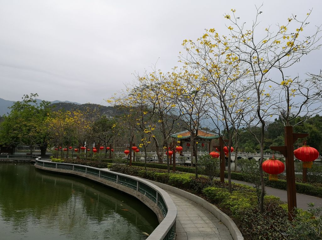 七星岩禾仙岛黄花铃木,七星岩黄花风铃四季变化