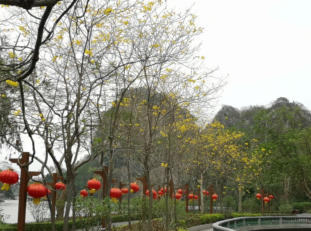 七星岩禾仙岛黄花铃木,七星岩黄花风铃四季变化