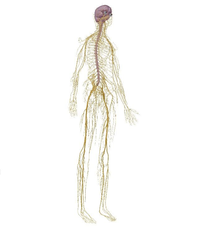 牙科神经阻滞打一针多少钱,神经阻滞针打一针和打三针的区别