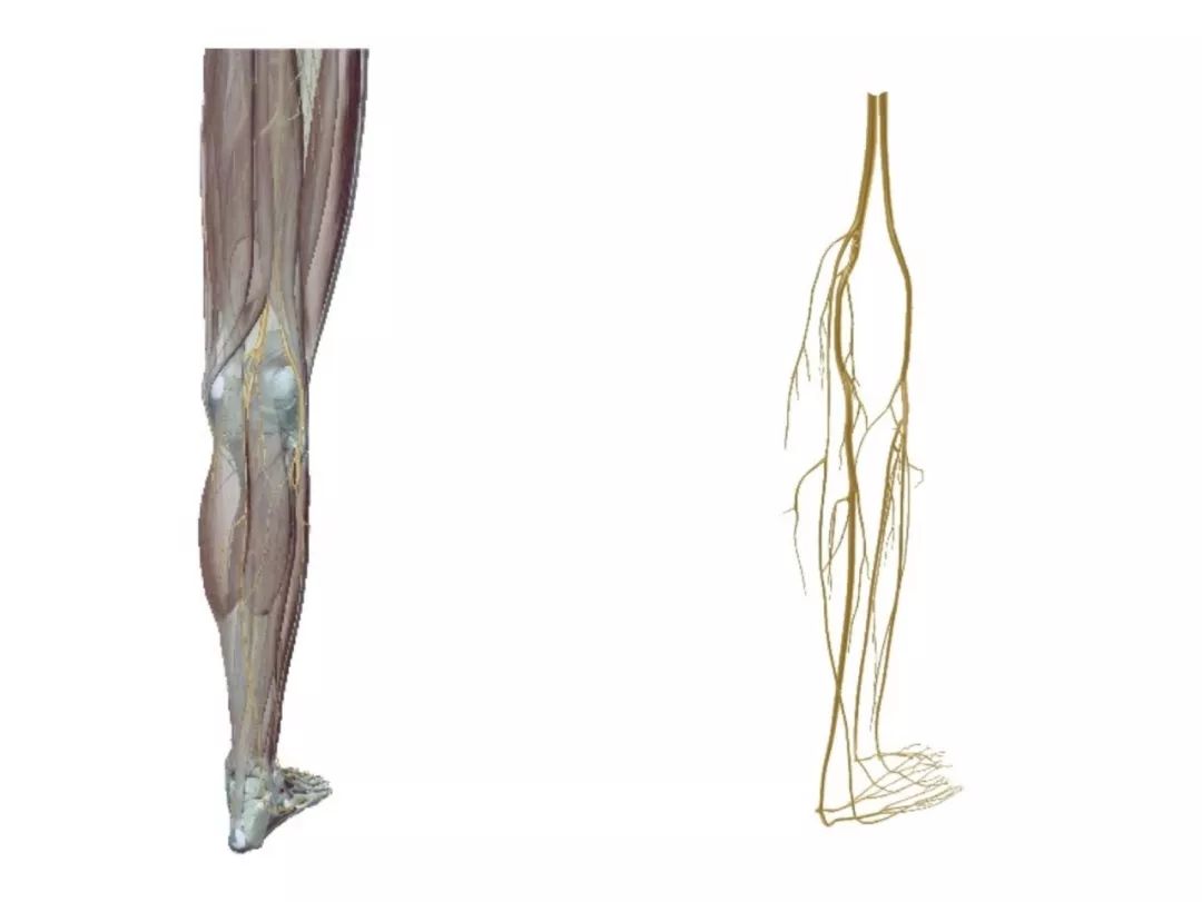 牙科神经阻滞打一针多少钱,神经阻滞针打一针和打三针的区别