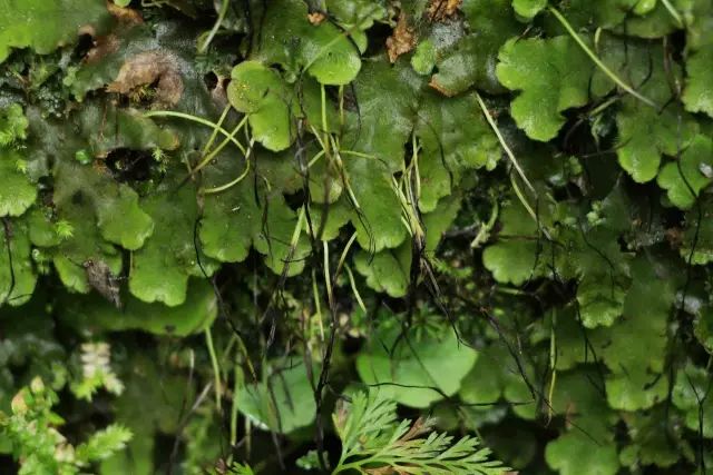 机构上百元的自然课程~春日踏青最常见的，孩子想知道的都在这里！大自然拓荒者小矮人~