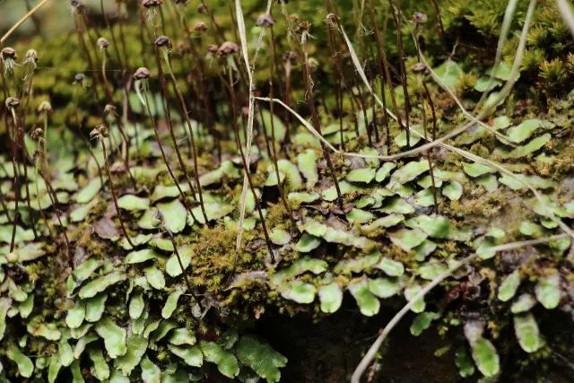 机构上百元的自然课程~春日踏青最常见的，孩子想知道的都在这里！大自然拓荒者小矮人~