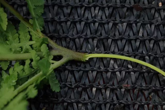 机构上百元的自然课程~春日踏青最常见的，孩子想知道的都在这里！大自然拓荒者小矮人~