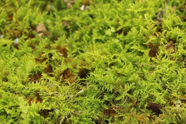 机构上百元的自然课程~春日踏青最常见的，孩子想知道的都在这里！大自然拓荒者小矮人~