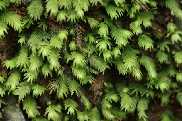 机构上百元的自然课程~春日踏青最常见的，孩子想知道的都在这里！大自然拓荒者小矮人~