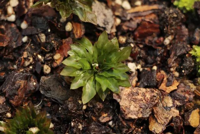 机构上百元的自然课程~春日踏青最常见的，孩子想知道的都在这里！大自然拓荒者小矮人~