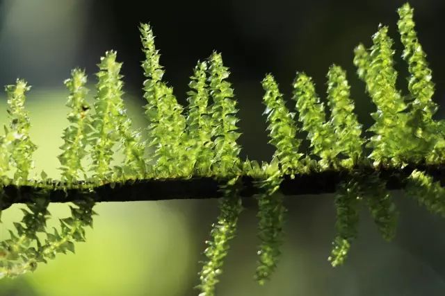 机构上百元的自然课程~春日踏青最常见的，孩子想知道的都在这里！大自然拓荒者小矮人~