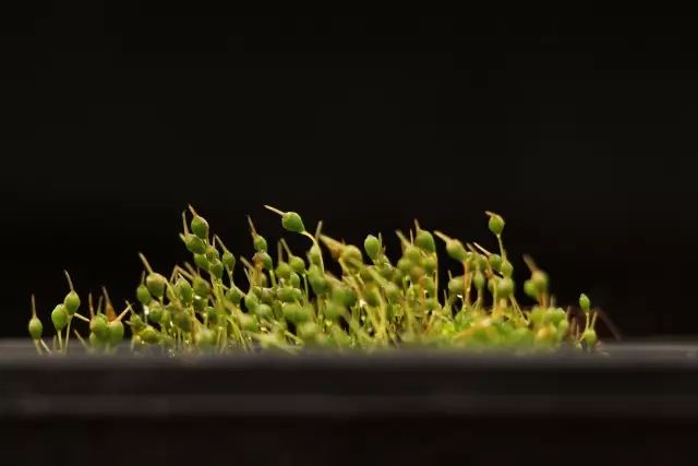 机构上百元的自然课程~春日踏青最常见的，孩子想知道的都在这里！大自然拓荒者小矮人~