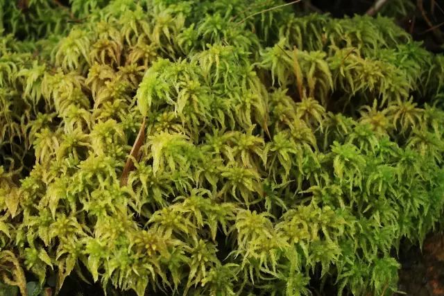 机构上百元的自然课程~春日踏青最常见的，孩子想知道的都在这里！大自然拓荒者小矮人~