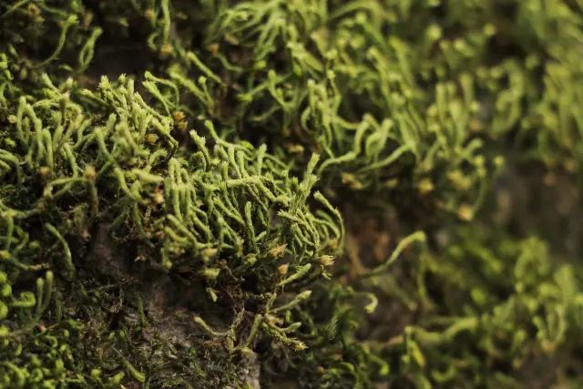 机构上百元的自然课程~春日踏青最常见的，孩子想知道的都在这里！大自然拓荒者小矮人~