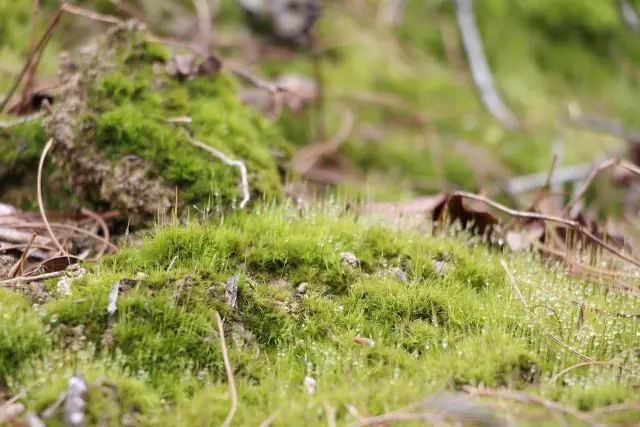 机构上百元的自然课程~春日踏青最常见的，孩子想知道的都在这里！大自然拓荒者小矮人~
