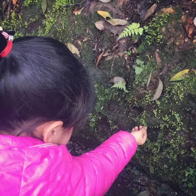 机构上百元的自然课程~春日踏青最常见的，孩子想知道的都在这里！大自然拓荒者小矮人~