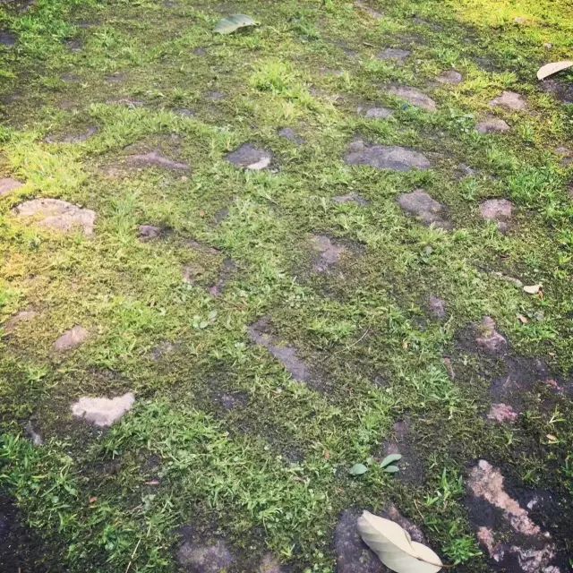 机构上百元的自然课程~春日踏青最常见的，孩子想知道的都在这里！大自然拓荒者小矮人~