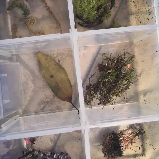 机构上百元的自然课程~春日踏青最常见的，孩子想知道的都在这里！大自然拓荒者小矮人~