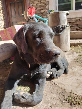 卡西欧手表protrekprw-3100y-1,卡西欧登山表prw-2500评测