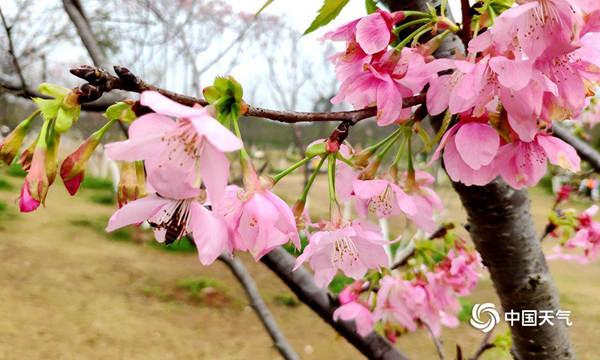 花开的季节花粉过敏者该怎么办