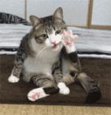 一个猫爪杯被炒至千元,真的不是恋足癖吗?