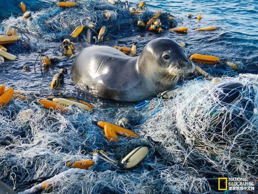 被这肉球萌得生无可恋，只想揉搓它