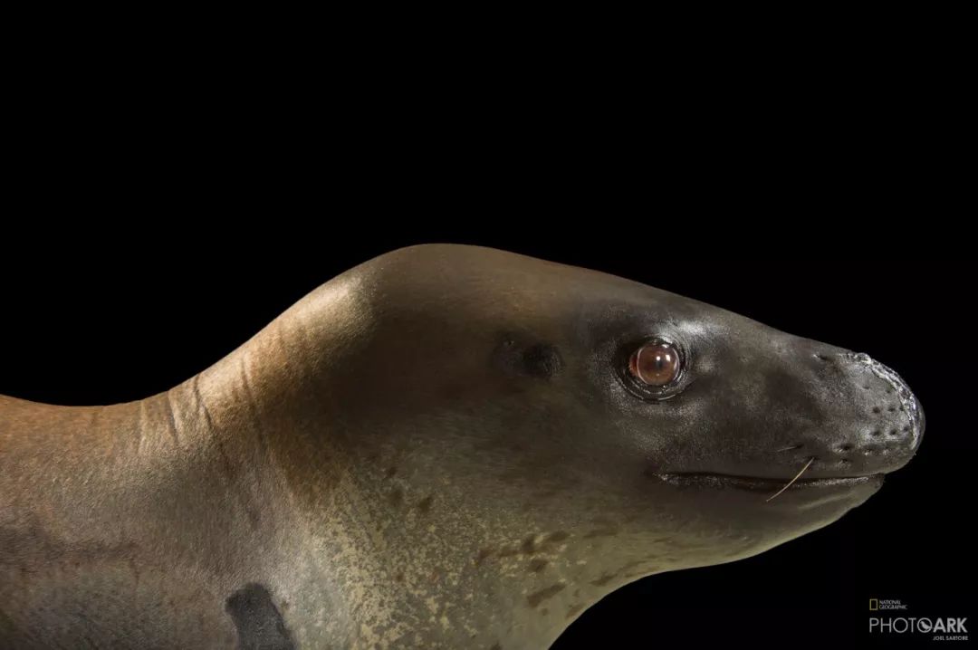 被这肉球萌得生无可恋，只想揉搓它