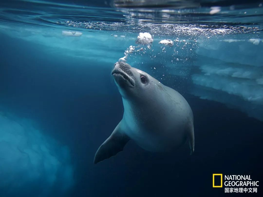 被这肉球萌得生无可恋，只想揉搓它