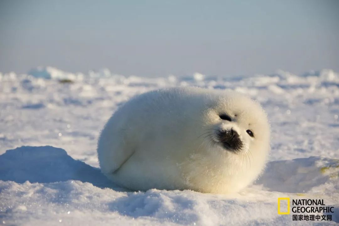 被这肉球萌得生无可恋，只想揉搓它