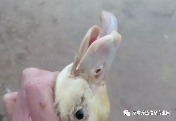鸭子大舌头病怎么治疗,鸭子有时瘸腿怎么办