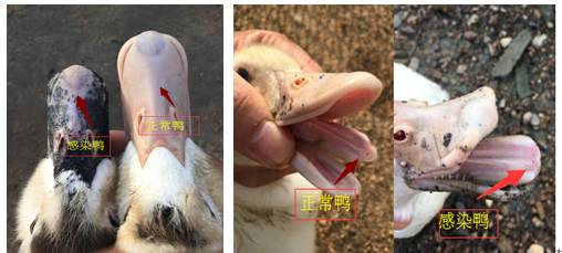 鸭子大舌头病怎么治疗,鸭子有时瘸腿怎么办