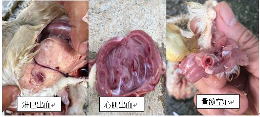 鸭子大舌头病怎么治疗,鸭子有时瘸腿怎么办