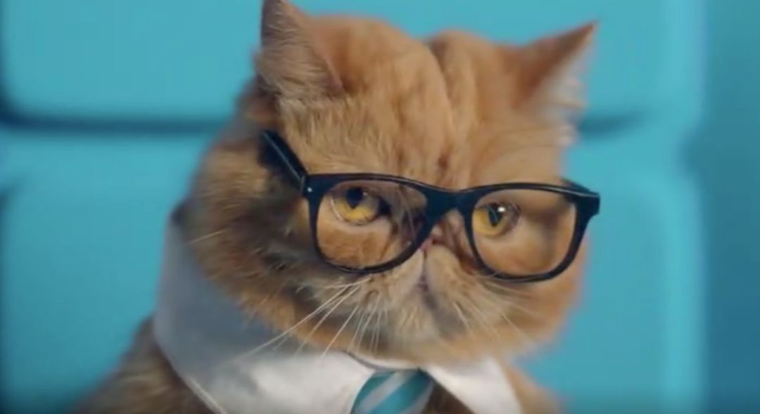 星巴克回应猫爪杯被抢光,星巴克猫爪杯事件营销策略