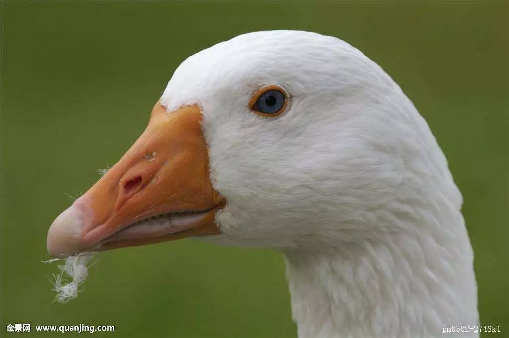 最新水禽养殖技术,水禽养旱新模式