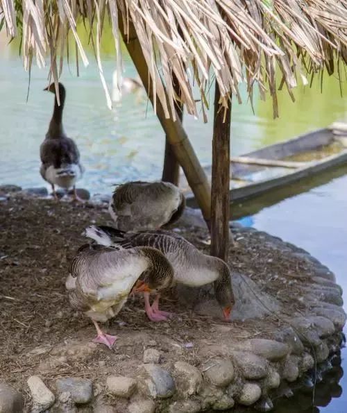 最新水禽养殖技术,水禽养旱新模式