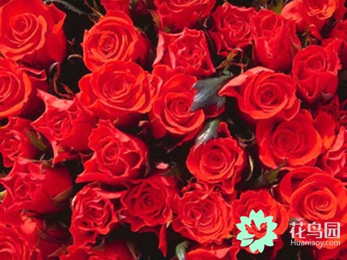 中国国花牡丹花争奇斗艳,牡丹国际公认的中国花