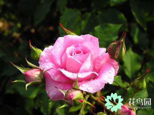 中国国花牡丹花争奇斗艳,牡丹国际公认的中国花