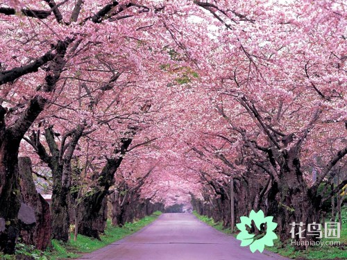 中国国花牡丹花争奇斗艳,牡丹国际公认的中国花