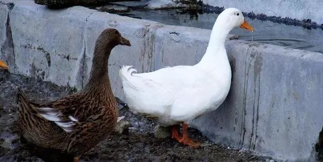 鸭鹅病的特征图片,鸭鹅常见病的症状和治疗方法